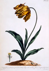 Tulipe avec fleur anoding et feuilles en forme de lance (tulipe perroquet), illustration de 